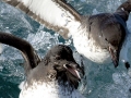 Cape Petrel