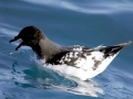 Cape Petrel