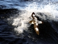 Cape Petrel