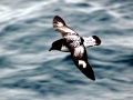 Cape Petrel