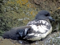 Cape Petrel