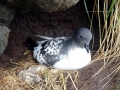 Cape Petrel