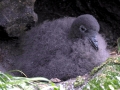 Cape Petrel