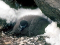 Cape Petrel