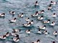 Cape Petrel
