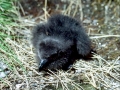 Cape Petrel