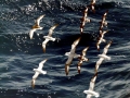 Cape Petrel