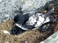 Cape Petrel