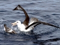 Cape Petrel