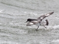 Cape Petrel