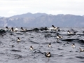 Cape Petrel