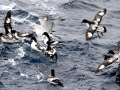 Cape Petrel