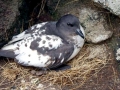 Cape Petrel