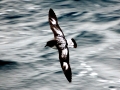 Cape Petrel