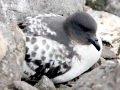 Cape Petrel