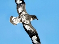 Cape Petrel
