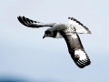 Cape Petrel