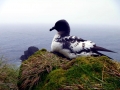Cape Petrel
