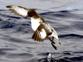 Cape Petrel