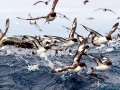 Cape Petrel