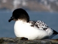 Cape Petrel