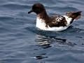 Cape Petrel