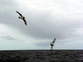 Cape Petrel