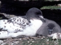 Cape Petrel