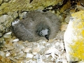 Cape Petrel