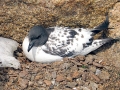 Cape Petrel