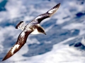 Cape Petrel