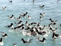 Cape Petrel