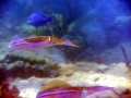 Caribbean Reef Squid