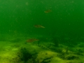Caribbean Reef Squid