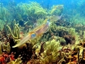 Caribbean Reef Squid