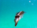 Caribbean-Reef-Squid