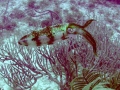 Caribbean Reef Squid