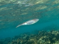 Caribbean Reef Squid