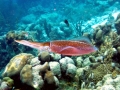 Caribbean Reef Squid