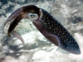 Caribbean Reef Squid