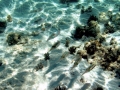 Caribbean Reef Squid
