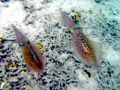 Caribbean Reef Squid