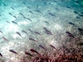 Caribbean Reef Squid