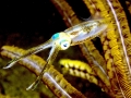 Caribbean Reef Squid