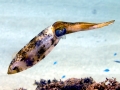 Caribbean Reef Squid