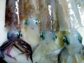 Caribbean Reef Squid