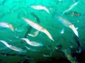 Caribbean Reef Squid