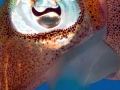 Caribbean Reef Squid