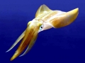 Caribbean Reef Squid