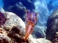Caribbean Reef Squid